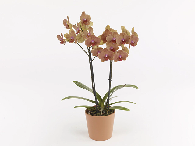 Phalaenopsis Anthura San Marino