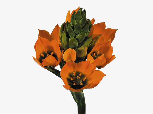 Ornithogalum dubium