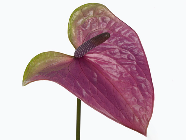 Anthurium (Andreanum Grp) Rembrandt Purple