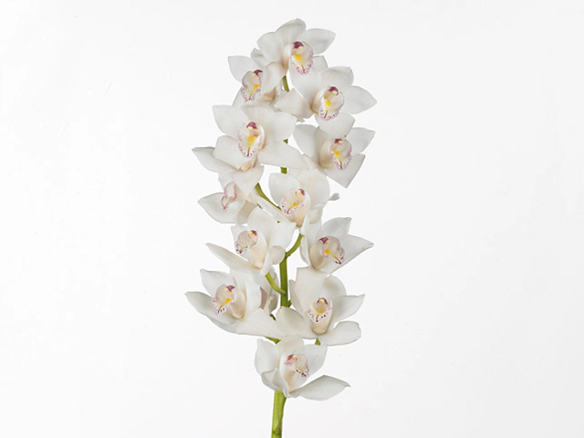 Цимбидиум мини "White Fair"