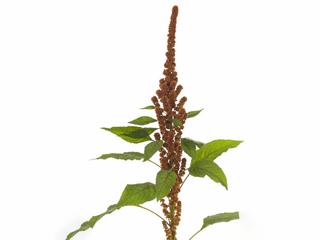 Amaranthus cruentus Dick W Gold Finger