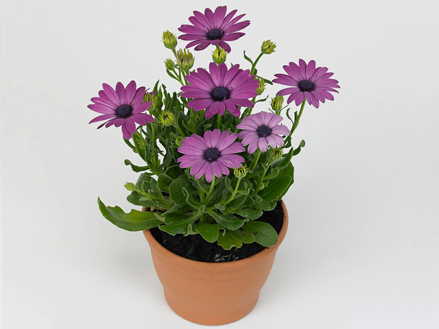 Остеоспермум "Margarita Dark Pink"