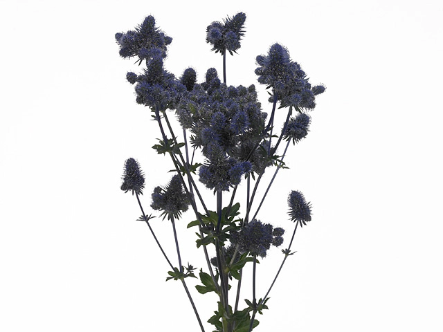 Eryngium planum Magical Purple Falls