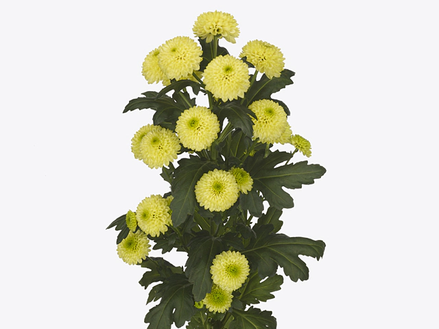 Chrysanthemum (Indicum Grp) spray santini AAA Doria Cream