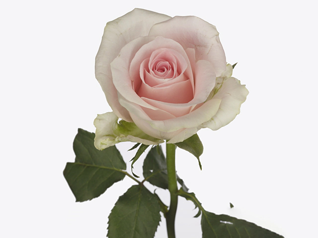 Роза крупноцветковая "Serena!"