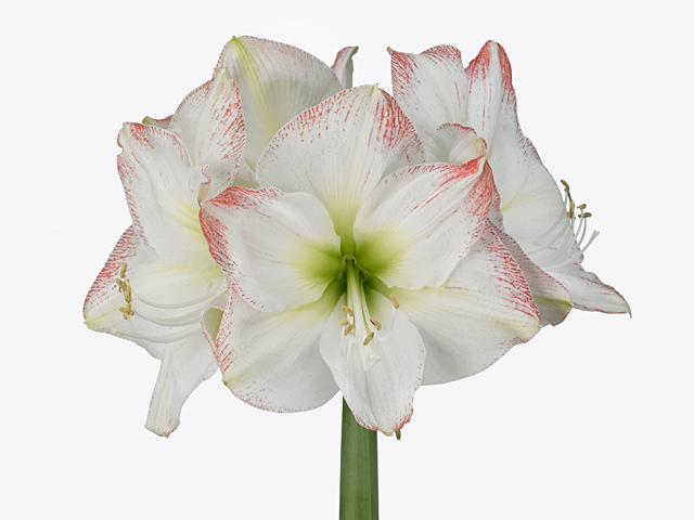 Hippeastrum (Galaxy Grp) 'Sofia'