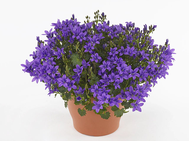 Campanula portenschlagiana Ambella Intens Purple
