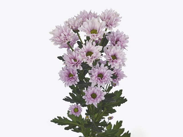 Chrysanthemum (Indicum Grp) spray santini Twinkly