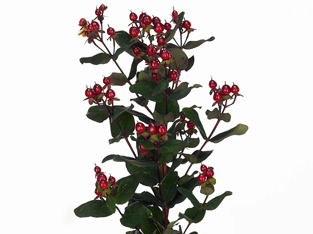 Hypericum x inodorum Magical Midnight Glow