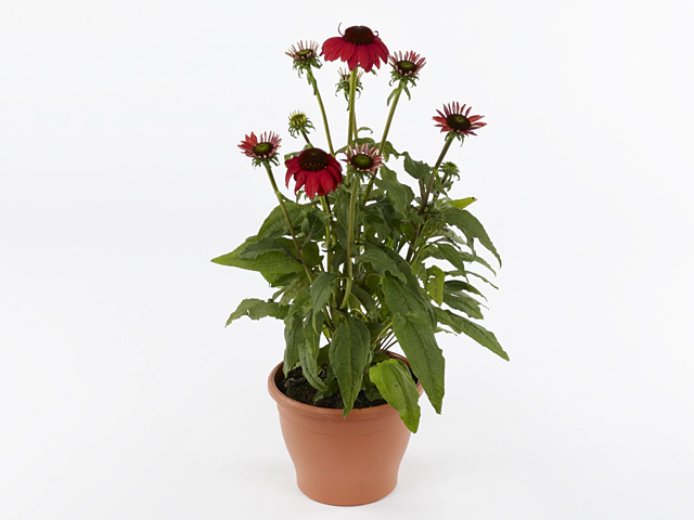 Echinacea Sombrero Baja Burgundy