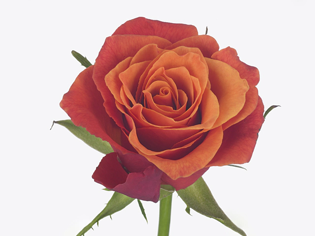 Роза крупноцветковая "Kreative Bicolor 005"