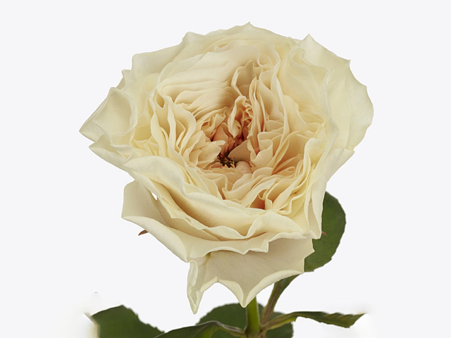 Rosa large flowered Cream Fragrance+