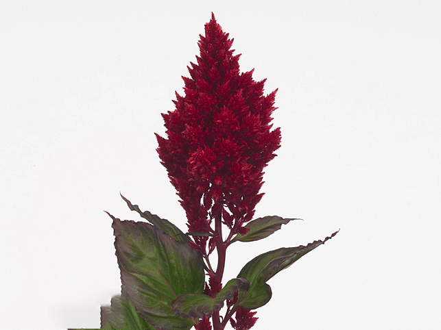 Celosia argentea (Plumosa Grp) Sunday Winered