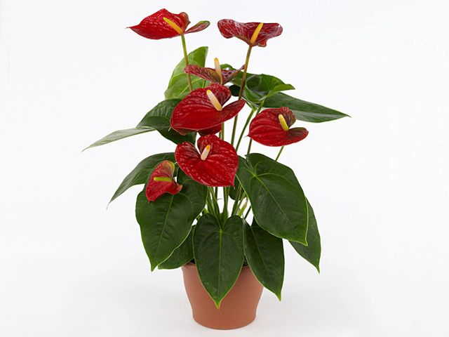 Anthurium (Andreanum Grp) Edison