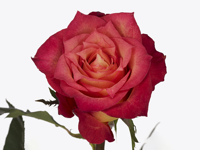 Роза крупноцветковая "Lampion"