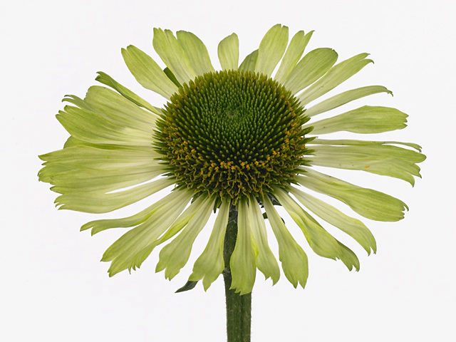 Echinacea purpurea 'Green Jewel'