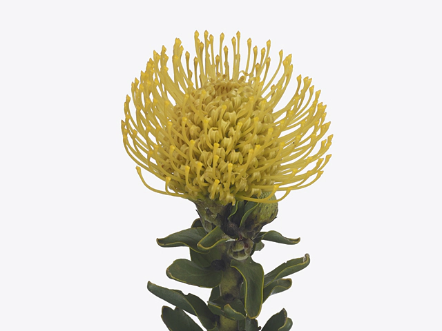 Leucospermum Ayoba Yellow