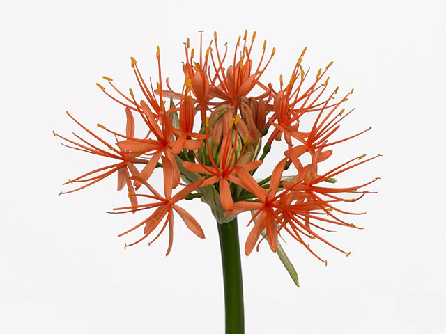 Scadoxus 'Orange Wonder'