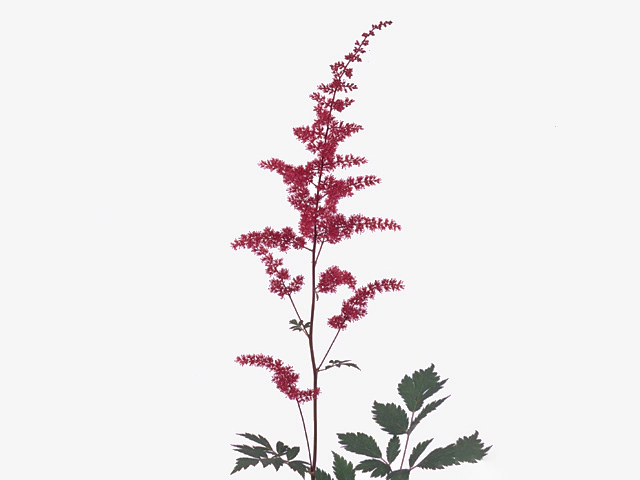 Astilbe Arendsii Grp 'Spinell'