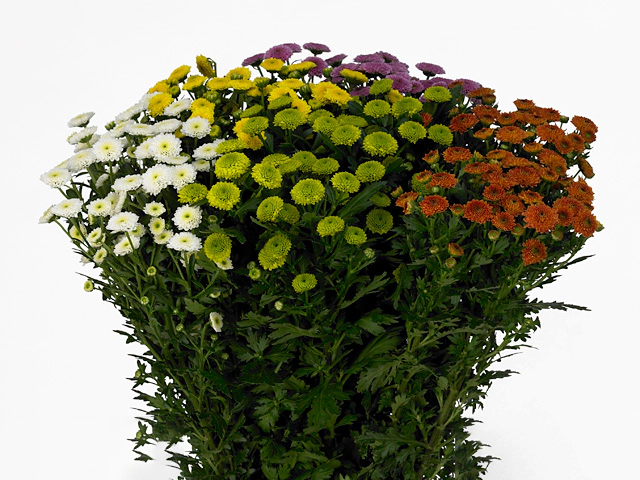 Chrysanthemum (Indicum Grp) spray santini Calimero mixed bunch