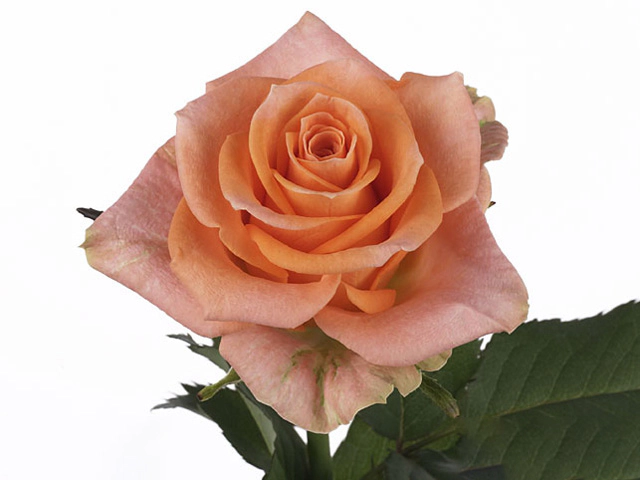 Rosa large flowered Colandro