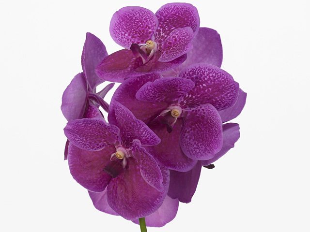 Ванда "Fuchsia Beauty"