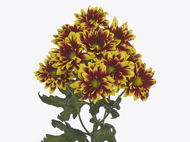 Chrysanthemum (Indicum Grp) spray Flick