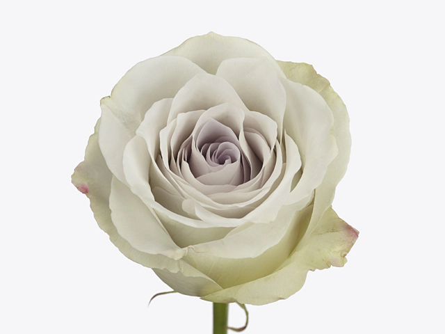 Роза крупноцветковая "Early Grey"