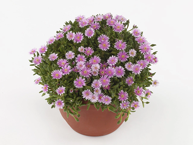 Delosperma cooperi Lido Pink