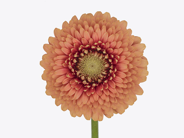 Gerbera mini globose Gerponi Zenna M