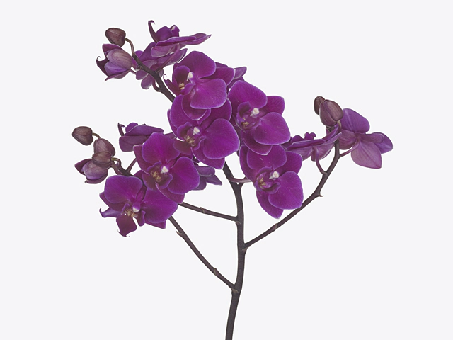 Phalaenopsis per branch Baby Purple