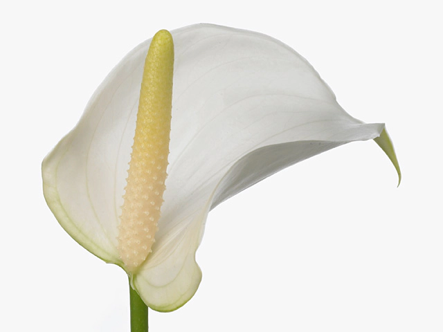 Anthurium (Andreanum Grp) White Champion