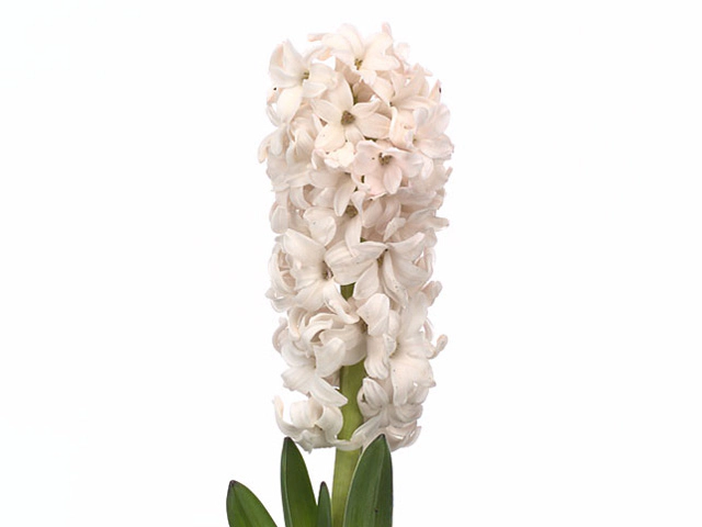 Hyacinthus orientalis 'Apricot Passion'