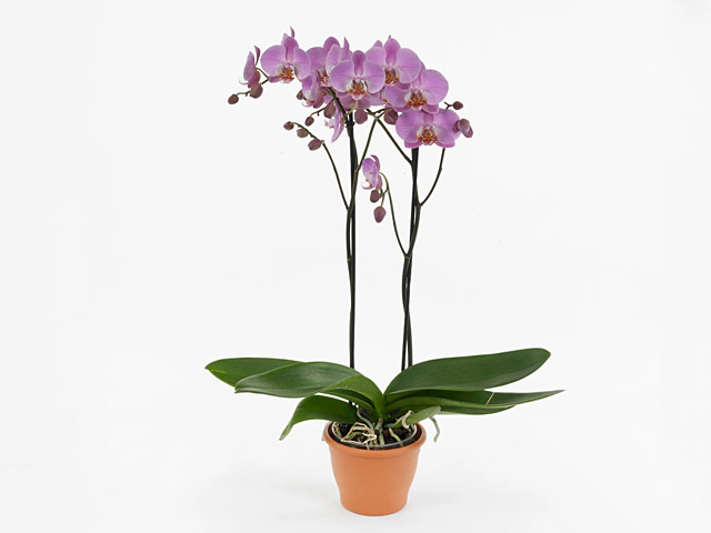 Phalaenopsis Cadillac