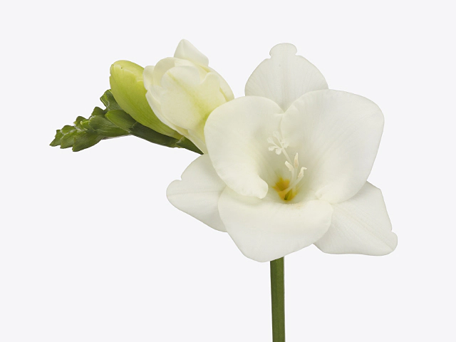 Freesia single flowered 'Davina'