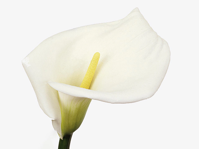 Zantedeschia aethiopica 'Highwood'