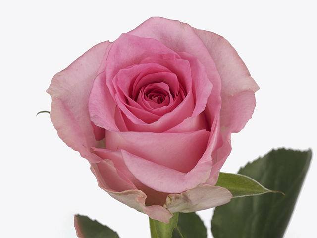 Роза крупноцветковая "Brooke!"