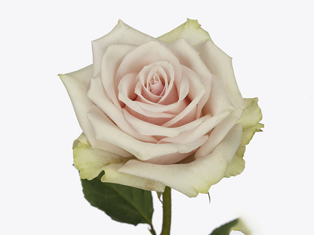 Роза крупноцветковая "Sweet Adalonia"