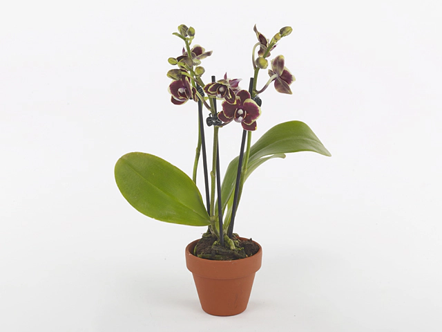 Phalaenopsis Multifloratypes Banana Chocolate