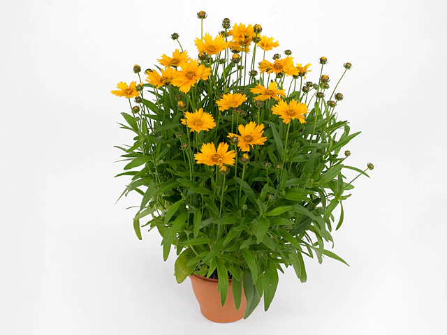 Coreopsis grandiflora Exp. Corey Yellow