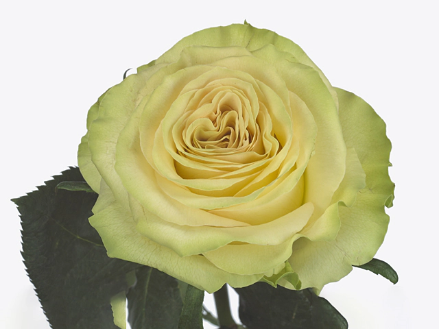 Роза крупноцветковая "Dynamic"