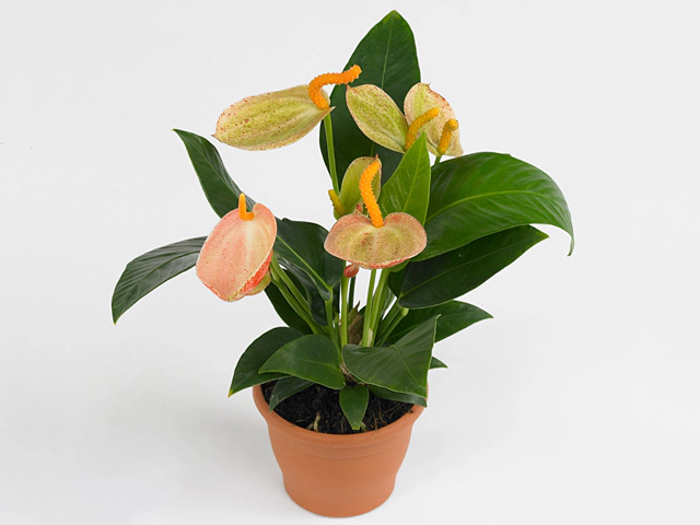 Anthurium (Scherzerianum Grp) Amaretti