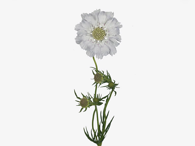 Scabiosa caucasica 'Alice Blue'