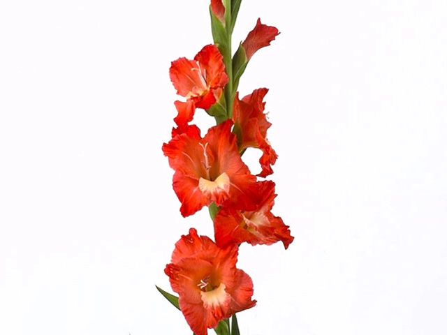Гладиолус крупноцветковый "Odyssee"