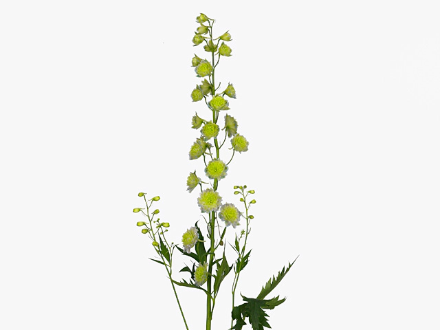 Delphinium double flowered Highlander Moon Light