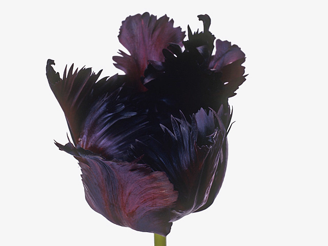 Tulipa (Parrot Grp) 'Black Parrot'