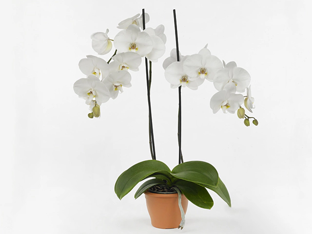 Phalaenopsis Floriclone Serena