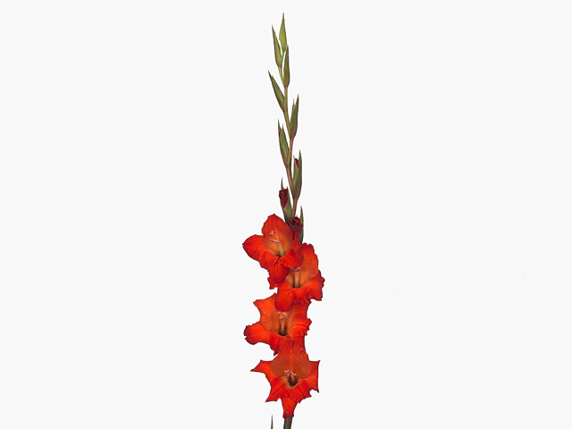 Gladiolus primulinus 'Atom'