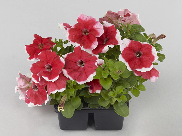 Petunia 'Limbo Red Picotee'