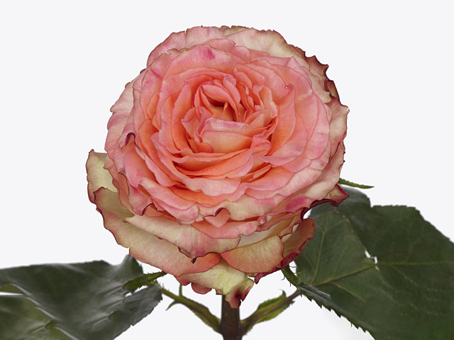 Rosa large flowered Colosseum@